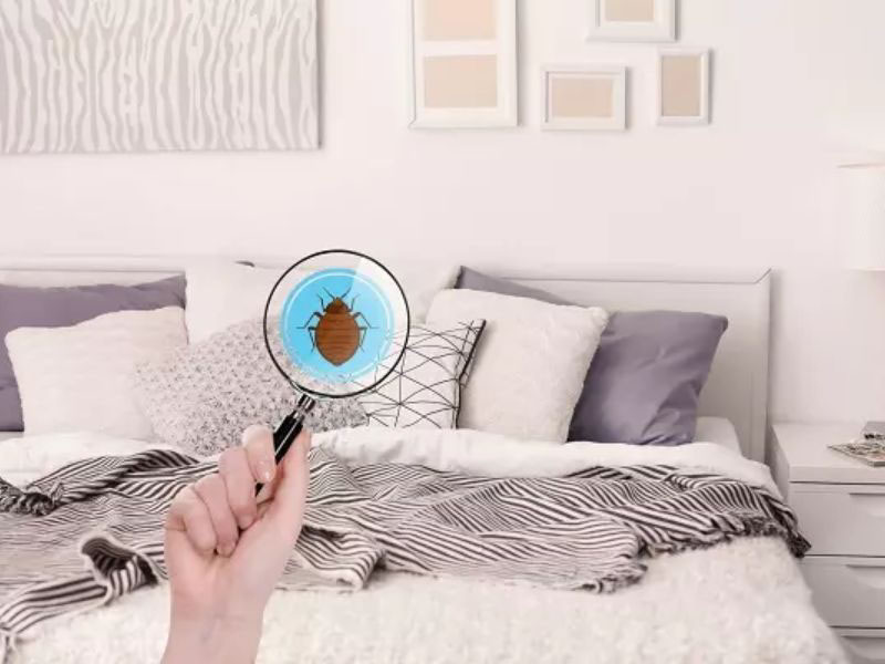 đệm có ảnh hưởng gì đến người bị dị ứng